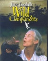 Jane Goodall's Wild Chimpanzees (Large Format)