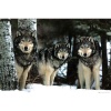 Wolves (Three Wolves in Snow) Art Poster Print - 24x36 Poster Print, 36x24 Collections Poster Print, 36x24