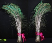 100 Pcs Peacock Sword Feathers Standard 12-14 Inches( Left or Right Side)