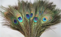 Peacock Feathers 30 Pcs (10-12) with Kare and Kind Retail Packaging