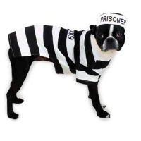 Casual Canine 16-Inch Polyester and Cotton Prison Pooch Dog Costume, Medium, Black and White