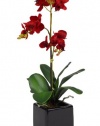 House of Silk Flowers Artificial 17-Inch Phalaenopsis Orchid, Mini, Red