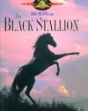 The Black Stallion