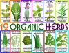 Custom Collection of 12 Varieties of High Quality Herb Seeds - Germination tested and guaranteed to produce a beautiful, edible herb garden!