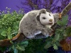 Opossum Puppet