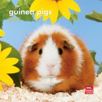 Guinea Pigs 2013 7X7 Mini