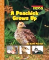 A Peachick Grows Up (Scholastic News Nonfiction Readers: Life Cycles)