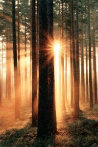 Scenery Posters: Forest Sunbeams - Poster - 91.5x61cm Photography Poster Print, 24x36